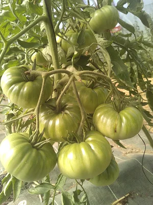 La Ferme des Rufaux