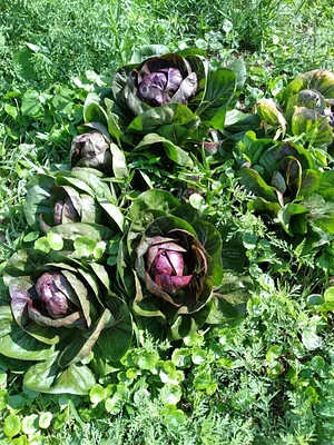 Laughing Frog Farm