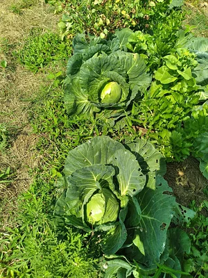 Laughing Frog Farm