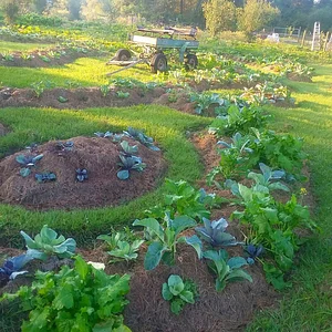 Laughing Frog Farm