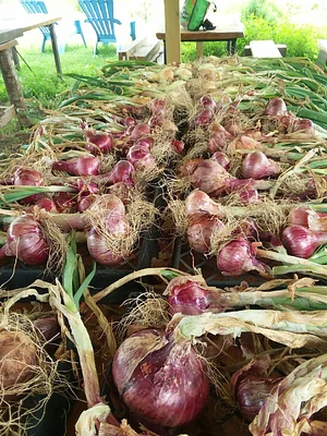 Laughing Frog Farm