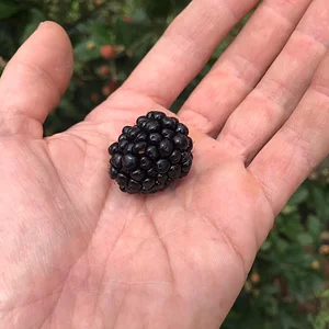 Three Trees Permaculture