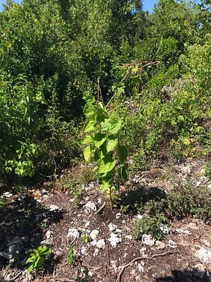 Moyo Farm