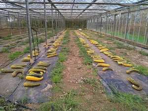 Seed Co-operative