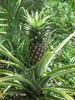 Finca Agroecologica La Flor