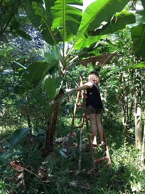 Agrofloresta da UVAIA 5