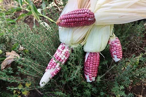 Finca Agroecologica La Flor
