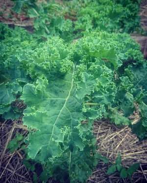 Finca Agroecologica La Flor