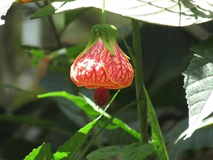 Finca Agroecologica La Flor