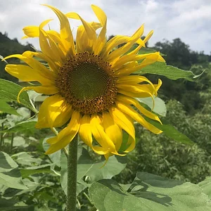 Three Trees Permaculture