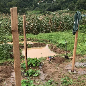 Three Trees Permaculture