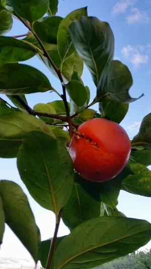 Zeytinliboğaz Permakültür Çiftliği