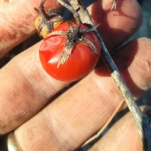 Zeytinliboğaz Permakültür Çiftliği