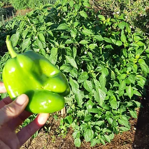 Purple Pear Farm