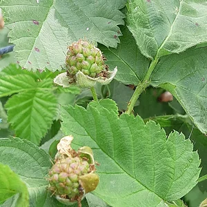 Purple Pear Farm