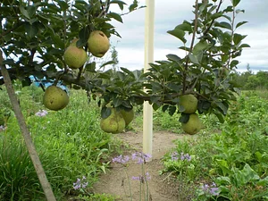 Purple Pear Farm