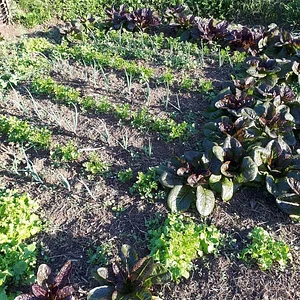 Purple Pear Farm