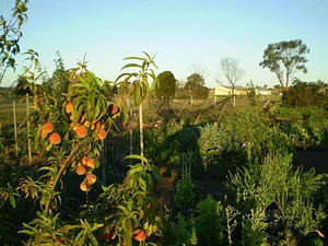 Purple Pear Farm