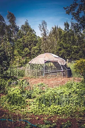 Purple Pear Farm