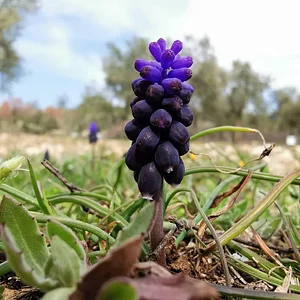 Zeytinliboğaz Permakültür Çiftliği