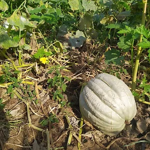 Zeytinliboğaz Permakültür Çiftliği