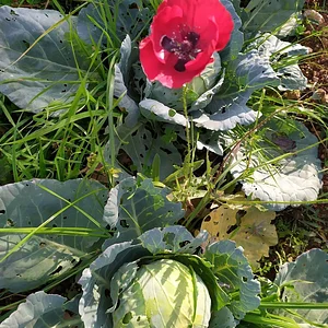 Zeytinliboğaz Permakültür Çiftliği