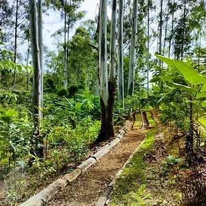 Sistema Agroflorestal do CSA Sítio Santa Fé