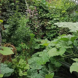 Mu̱'ta Biocultural