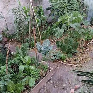 Mu̱'ta Biocultural