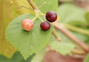 Aranya Agricultural Alternatives