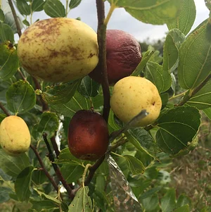 Interwoven Permaculture