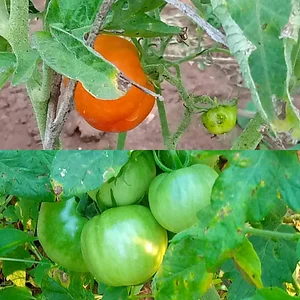 Eco-ferme de Possotome Sud-Bénin