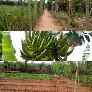 Eco-ferme de Possotome Sud-Bénin