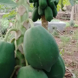 Eco-ferme de Possotome Sud-Bénin