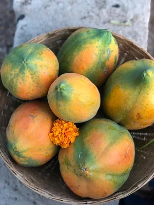 Aranya Agricultural Alternatives