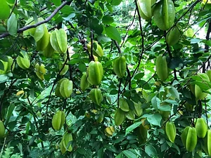 Aranya Agricultural Alternatives