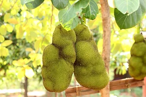 Aranya Agricultural Alternatives