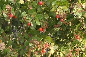 Aranya Agricultural Alternatives
