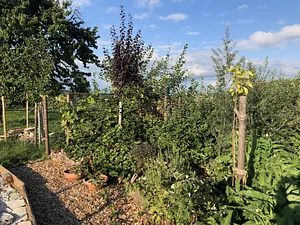Food Forest