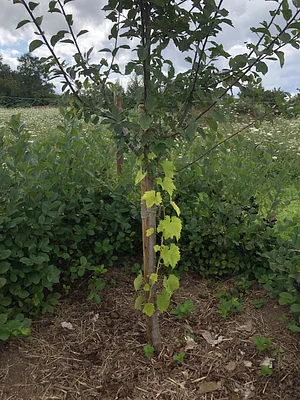 Fruit Guild