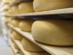 Cheese ripening