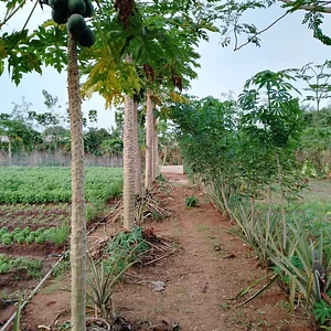 Eco-ferme de Possotome Sud-Bénin