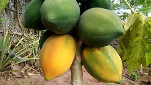 Eco-ferme de Possotome Sud-Bénin