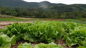 Agrofloresta e horta