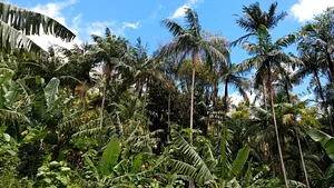 Agroflorestas no litoral norte/RS