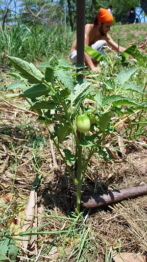 Agroecologia Capim Limão 3