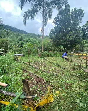 Agroecologia Capim Limão 7