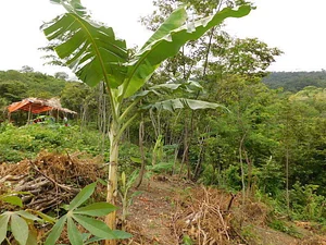 Agrofloresta Caminho 3