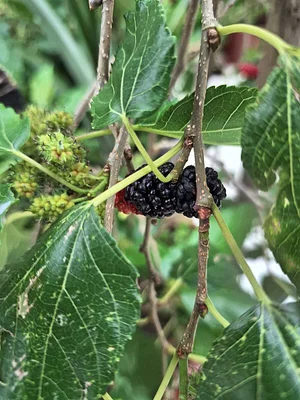 Delicious blackberries