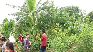 Agrofloresta NHEENGATU 4